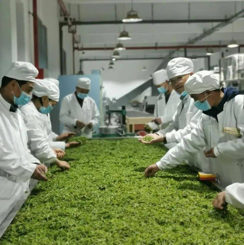 茅坪镇：悠悠茶香迎客来_茶叶_鲜叶_种植