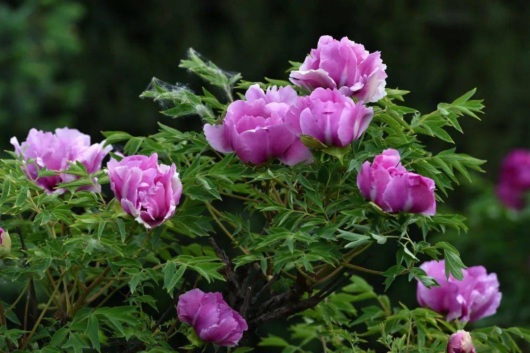 美爆了临洮摄影家带你换个角度赏牡丹