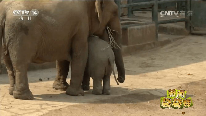 陈乔恩求救照片曝光,我看到了背后最恶心的一幕_莫莉_网友_动物园