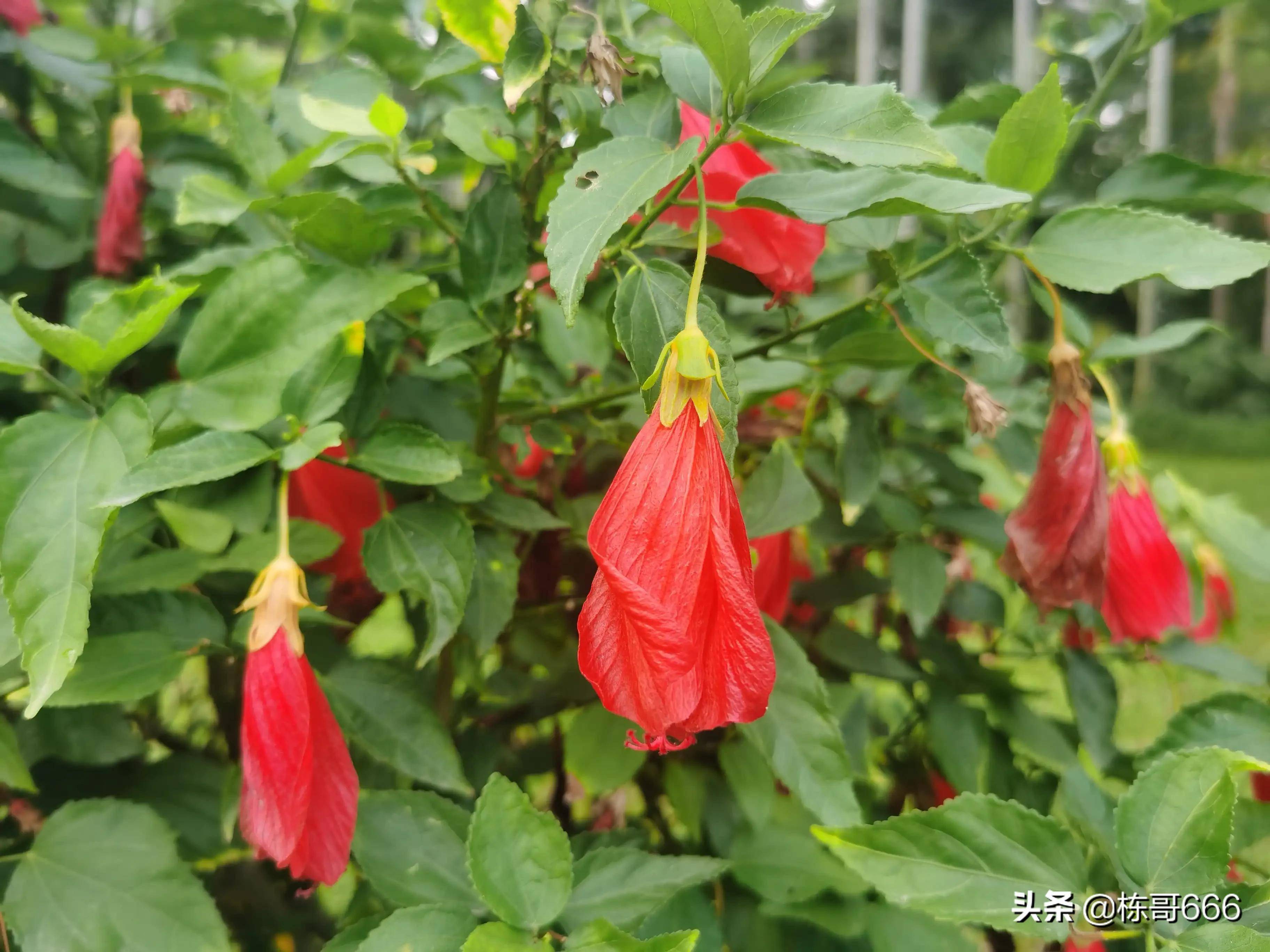 深圳公园花朵随拍一垂花悬铃花