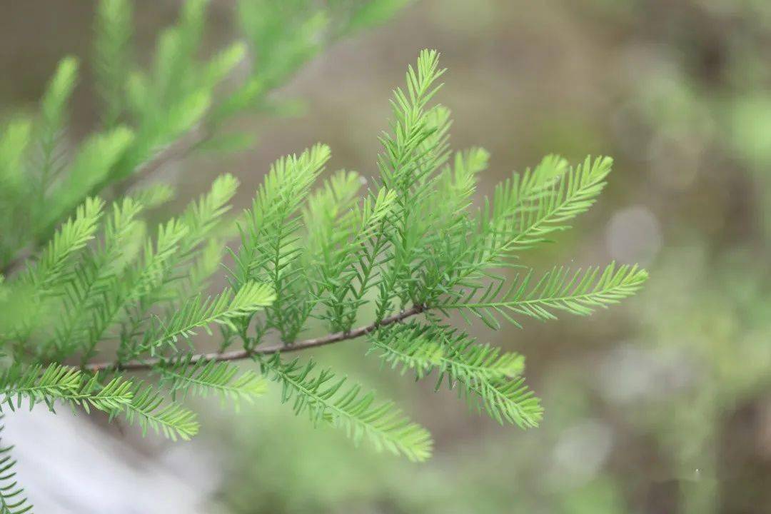 觀察一棵樹-水杉(25)_枝條_葉子_樹木