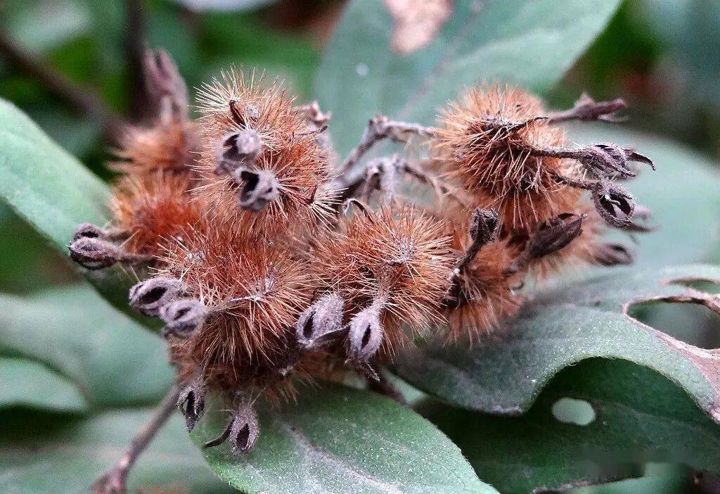 美人木猬实猬实猥实