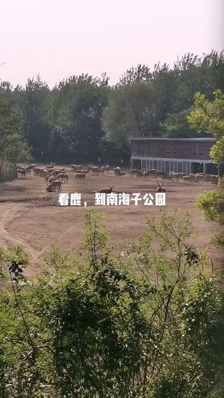 南海子公园麋鹿苑风景优美空气清新
