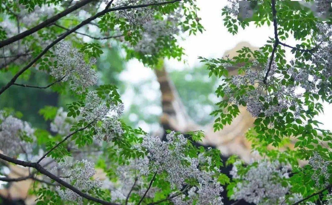 楝花之后便至立夏了