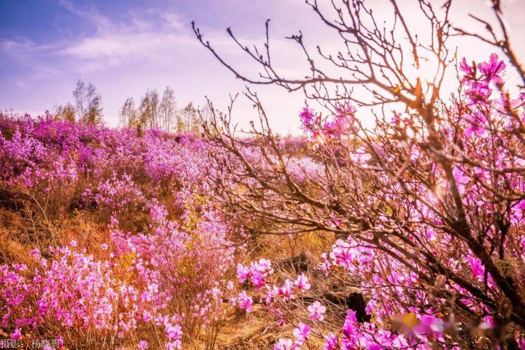 阿尔山杜鹃花啥时开?预报在这里→_兴安_风景区_白狼