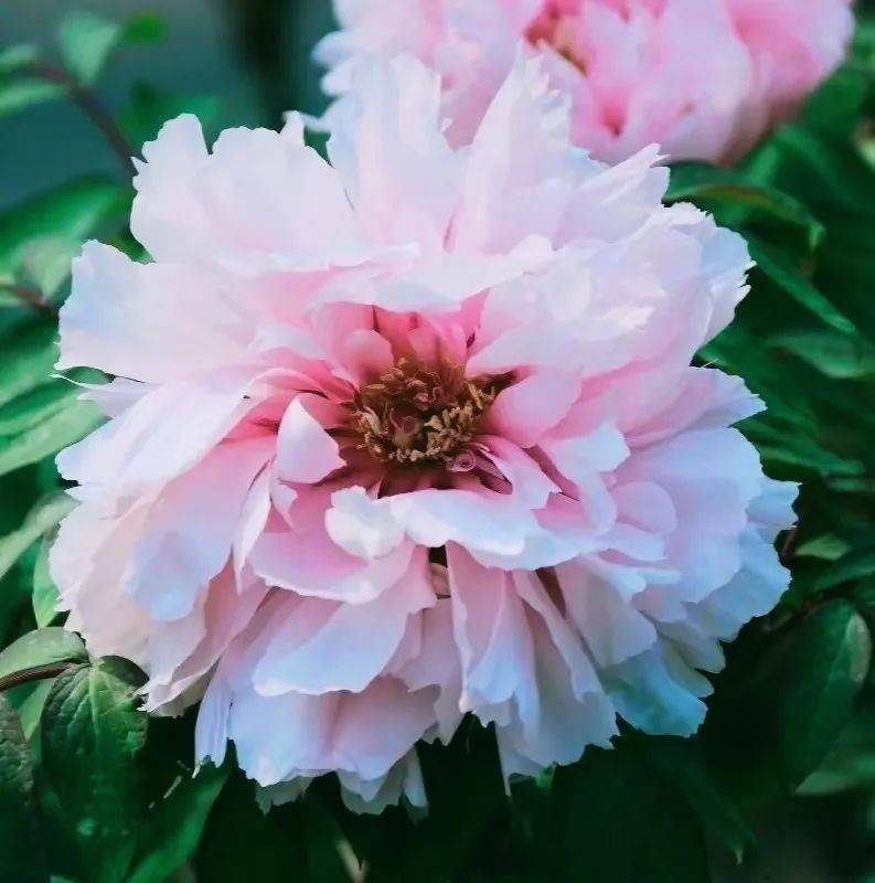 你若不来,花为谁开——"五一"相约灵台皇甫谧文化园,邀君共赏牡丹花