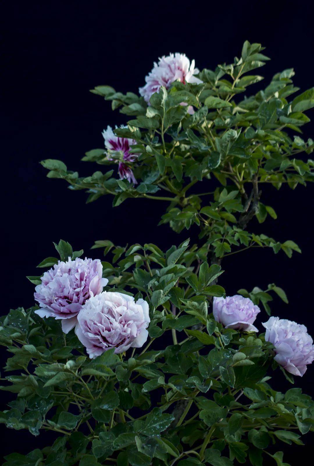 美醉人间惊鸿宴花开盛世颜