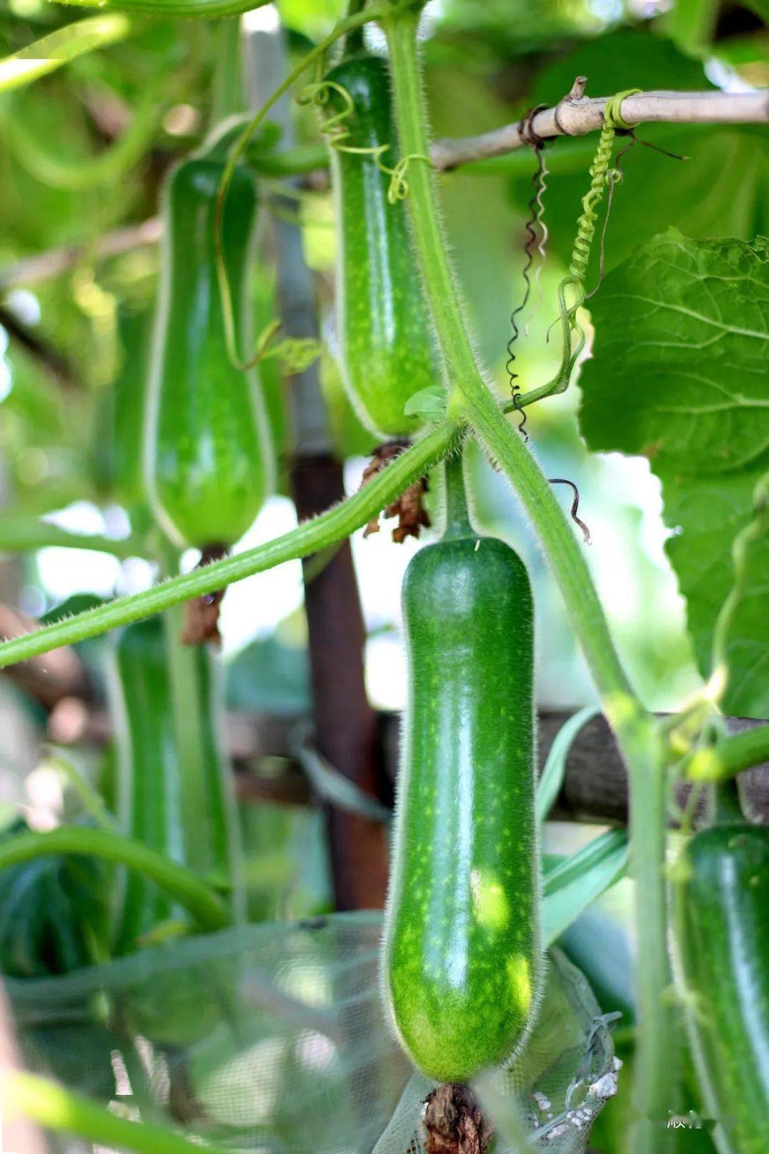 杏坛桑麻黑毛节瓜2022