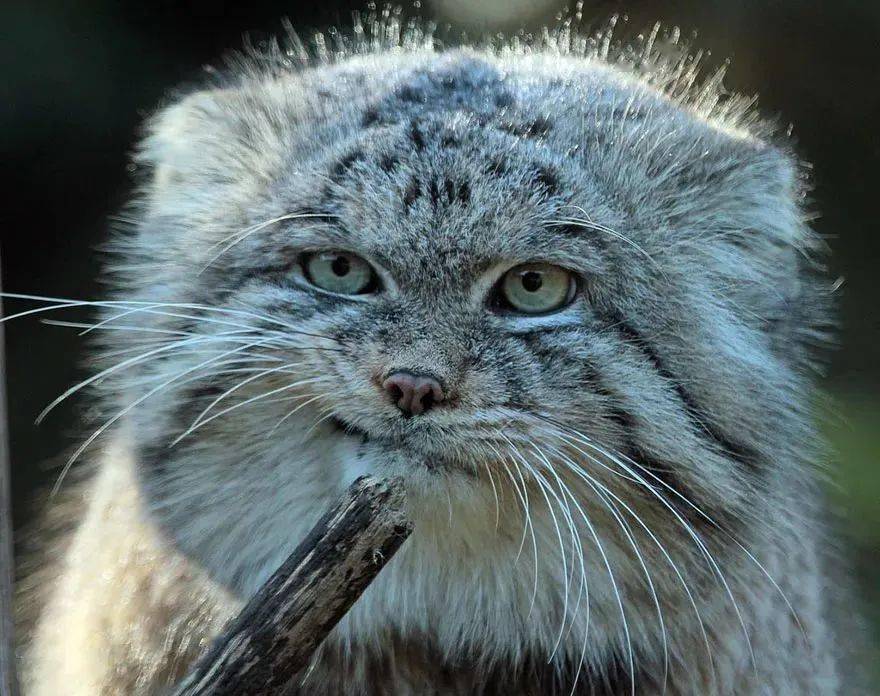 兔狲:每平方厘米9000根毛,我不胖谁胖!_耳朵_manul_猞猁