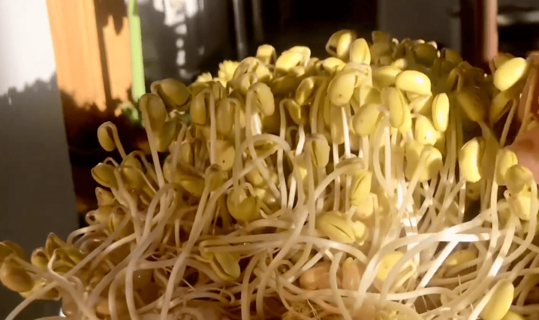 黄豆芽发芽全过程图片