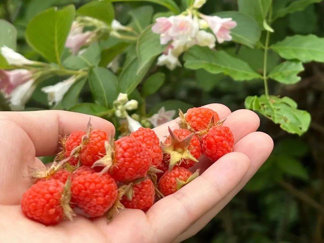 你吃过吗最近朋友圈里都在晒它萧山哪里能摘