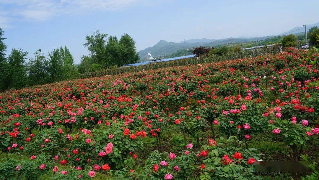 汉阴花遇湾牡丹园汉阴县城关镇锦成花遇湾牡丹园景区,硕大的牡丹恣意