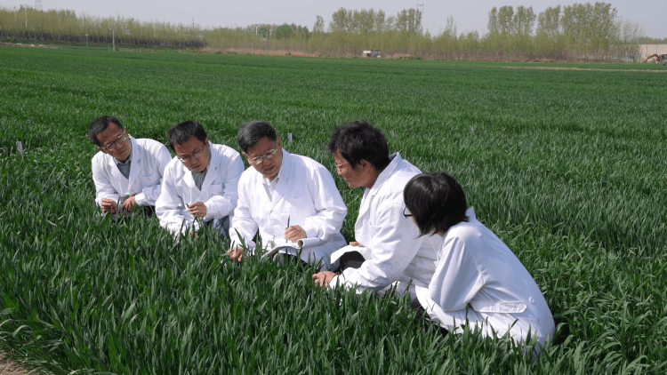 田间地头奉献青春山东农业大学科研团队荣获中国青年五四奖章集体