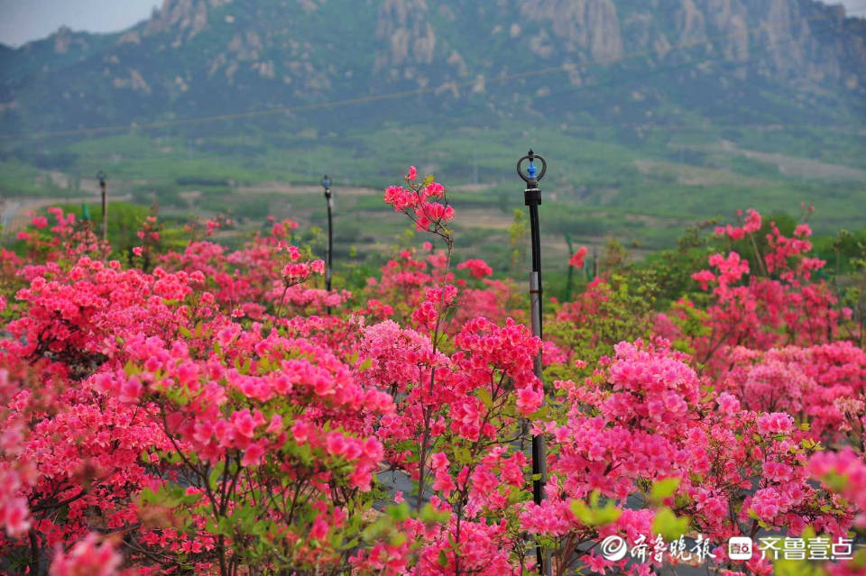 日照山海天杜鹃园电话图片