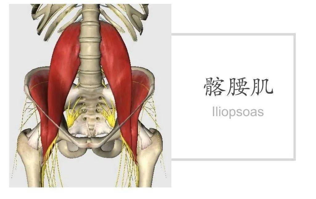 髂腰肌症候群如何運動康復?_髖關節_骨盆_股骨