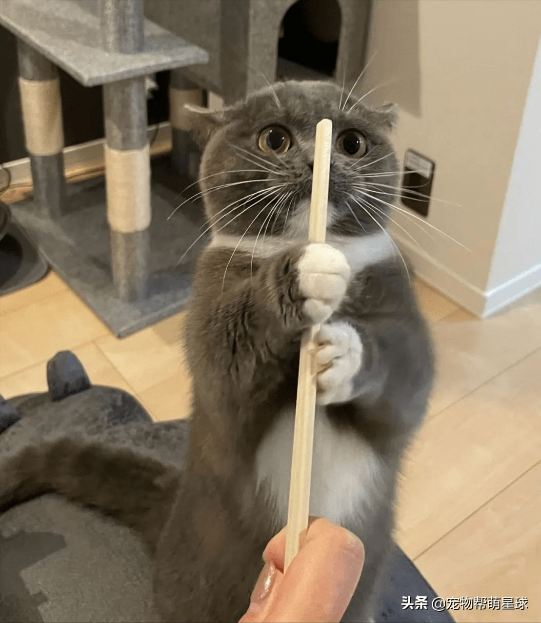 小猫咪误把筷子当食物一副虎视眈眈的样子不小心都对眼啦