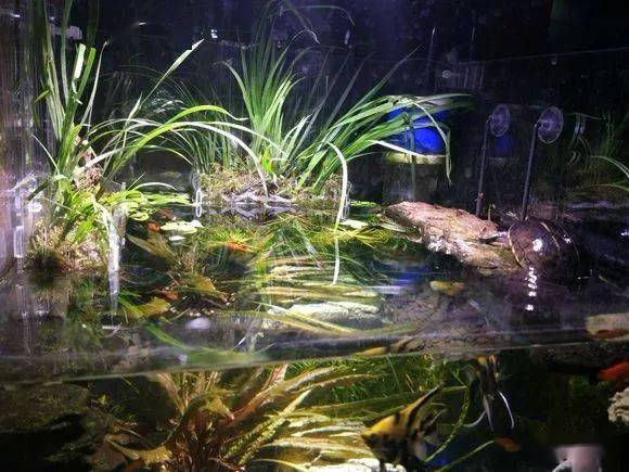 千万不要怀疑跟着水族圈来看龟龟造景