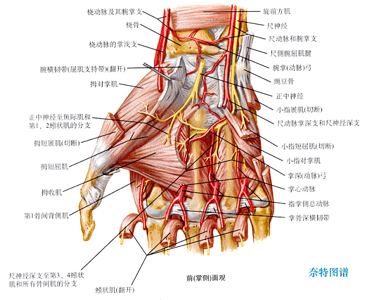 手腕血管解剖图图片