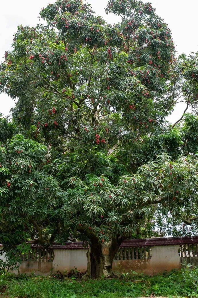 这就是莆田莆田荔枝千年荔树千年荔城