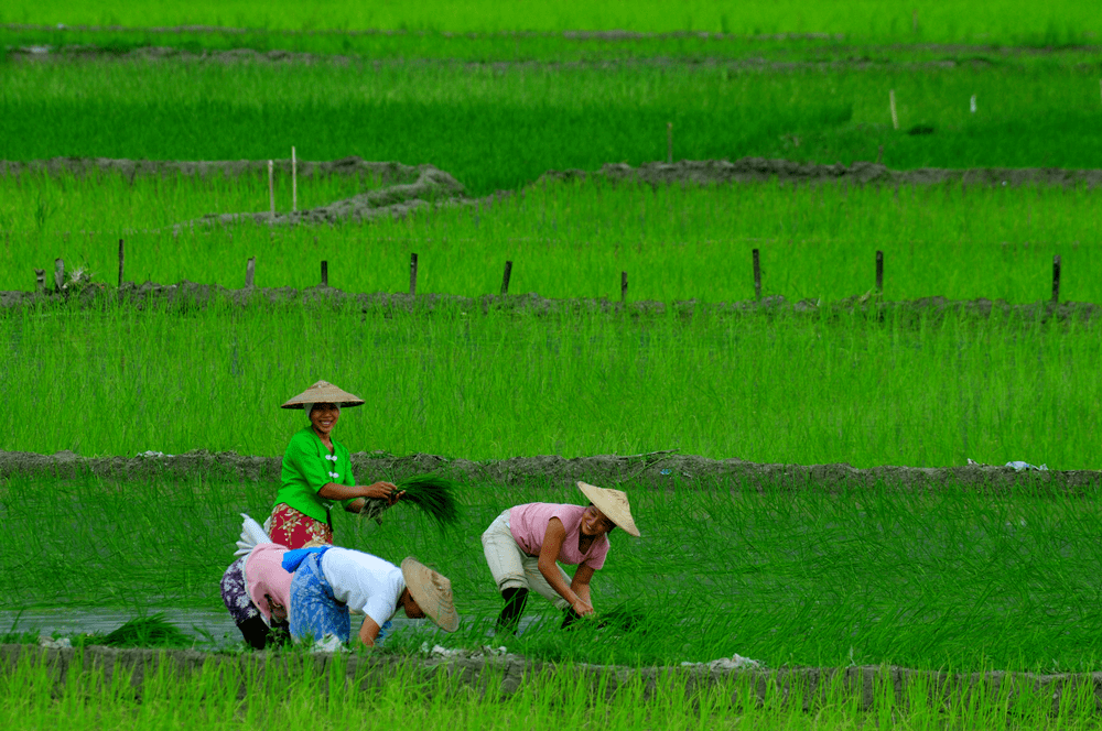 今日立夏 | 首夏犹清和,芳草亦未歇