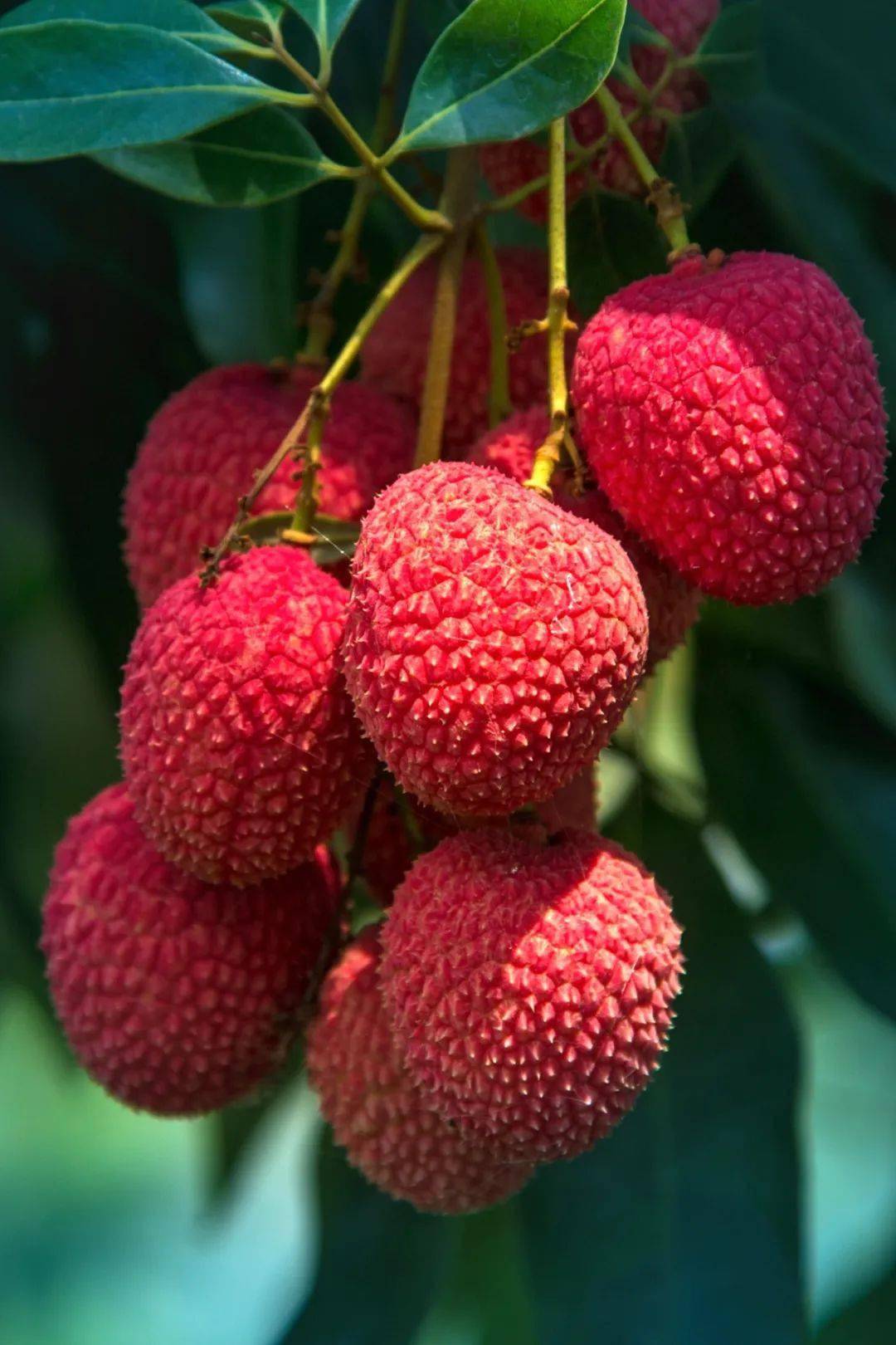 千年荔谱千年城荔枝,莆田四大名果之一(摄影/佘琦辉)01千年荔枝莆田