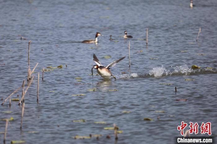 河北衡水湖：苍鹭觅食 凤头䴙䴘育雏忙