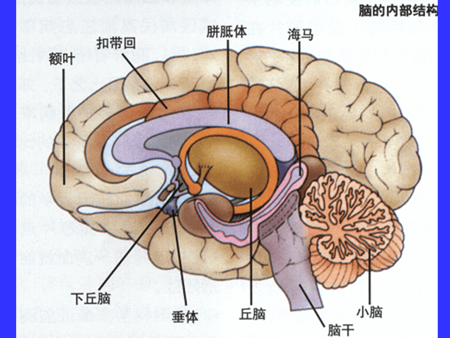大脑的基本结构及功能最里面的部分也是最古老的,最基础的,就像你头里