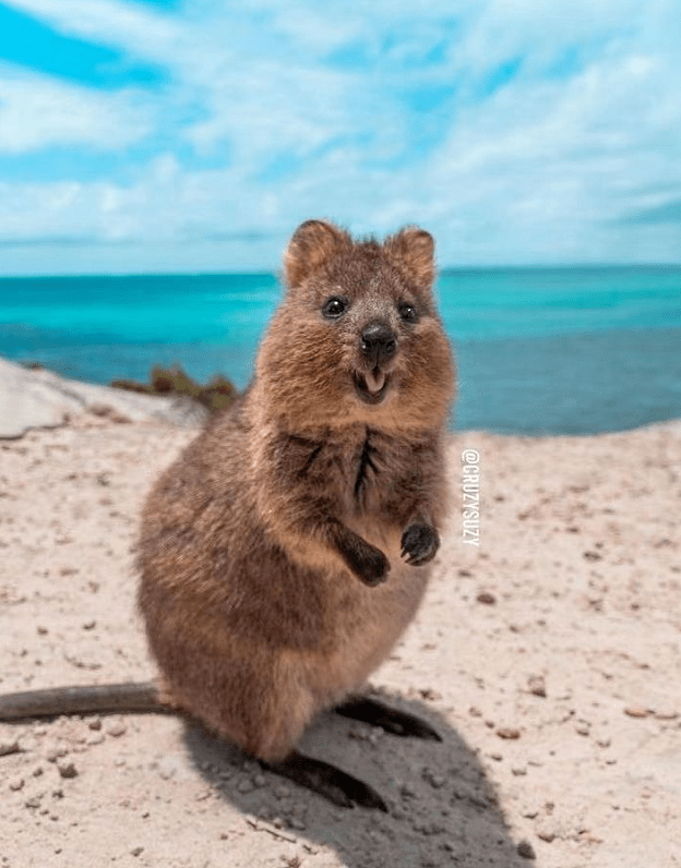 最能击中大家欢心的还是大名鼎鼎的"微笑天使"——quokka.