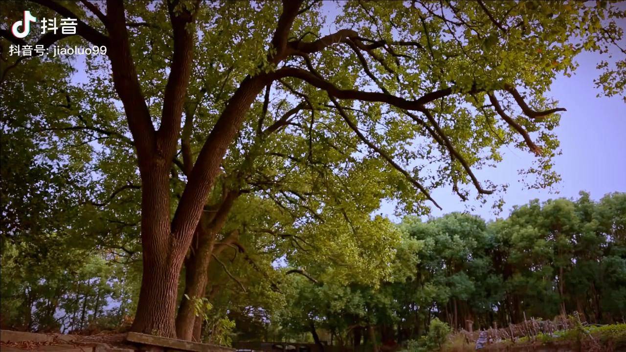 收秋角落jiaoluo乡村秋天落叶知秋农村田园风光记录