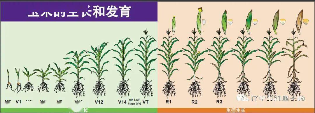 玉米各个生育时期的特征及管理方法值得收藏