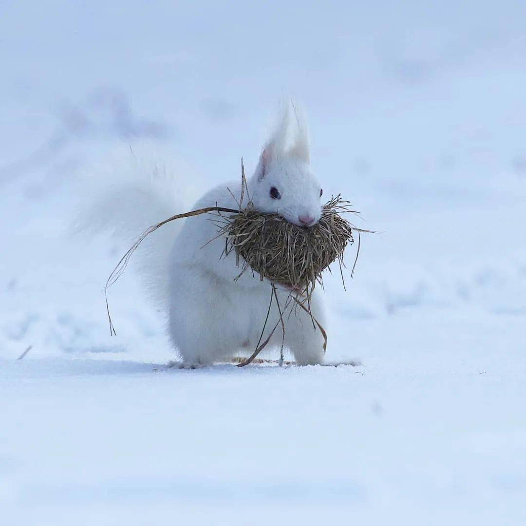 世界上非常非常罕见的白松鼠,雪地里的精灵!_雪白色_物种_高田理惠