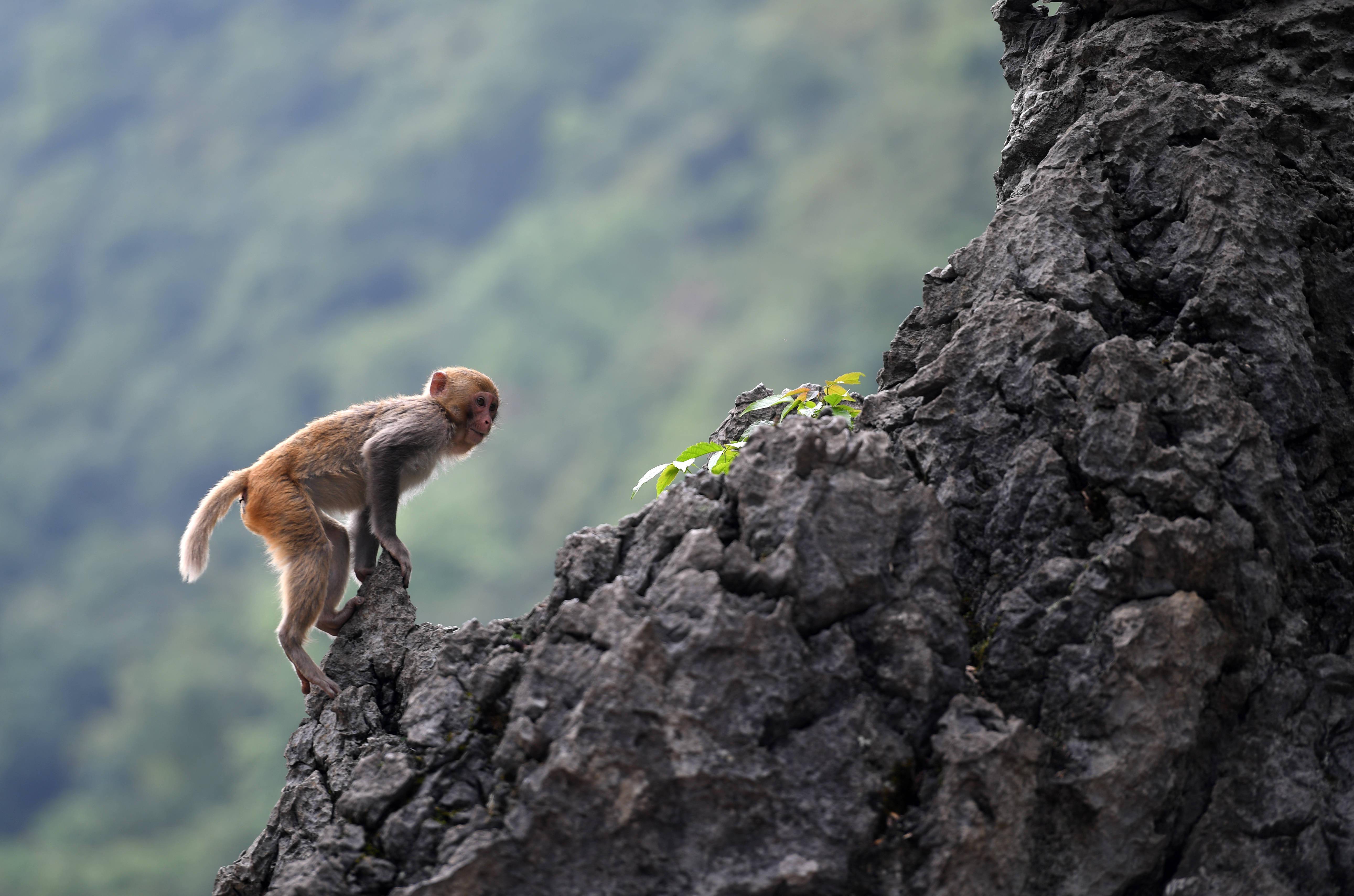 广西凤山青山猴趣助振兴