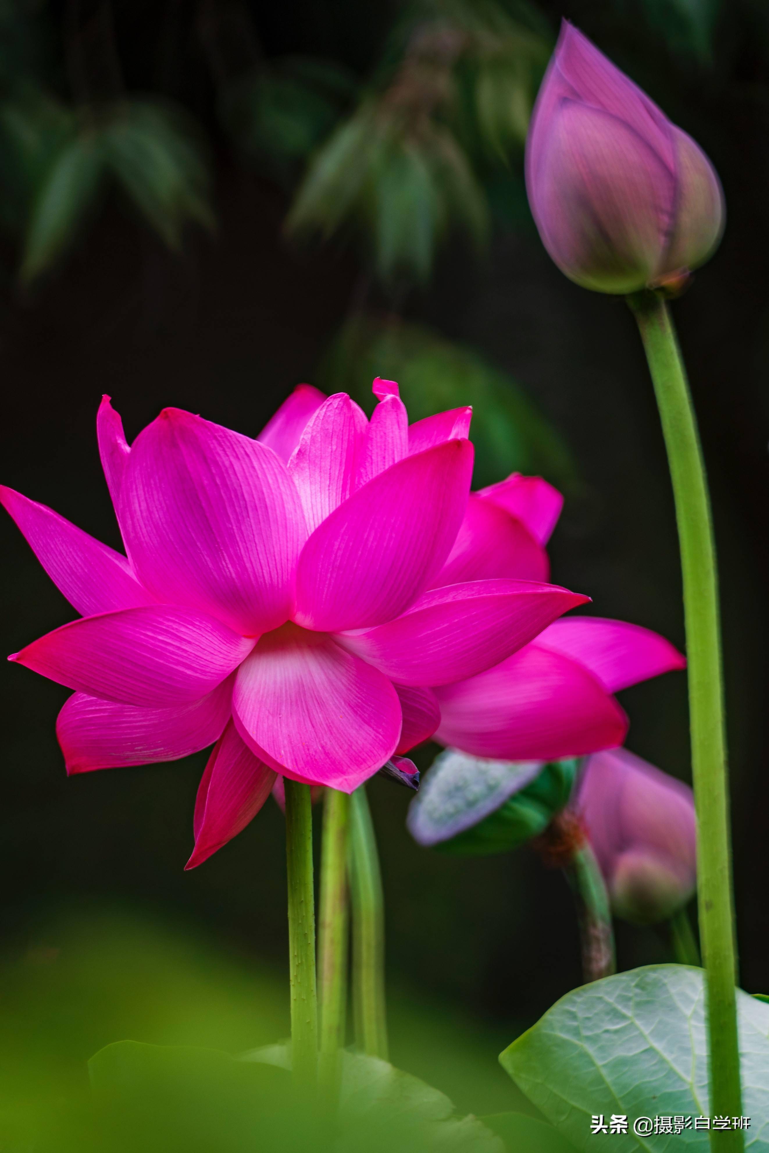 五,什么样的荷花,适合居中构图?