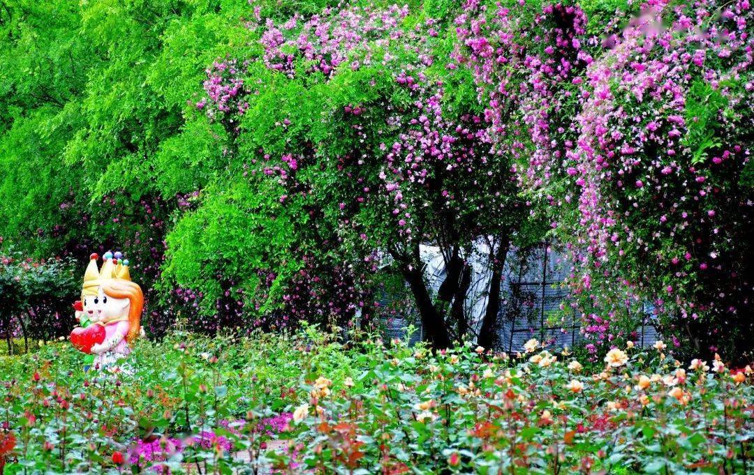 母亲节 如梦斑斓 这几处花海瀑布等你和妈妈赴约 玫瑰 蔷薇 花星球