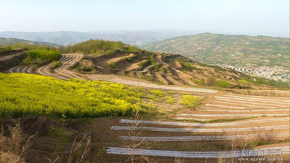 麥積區馬跑泉鎮撂荒地變良田鄉村振興添活力