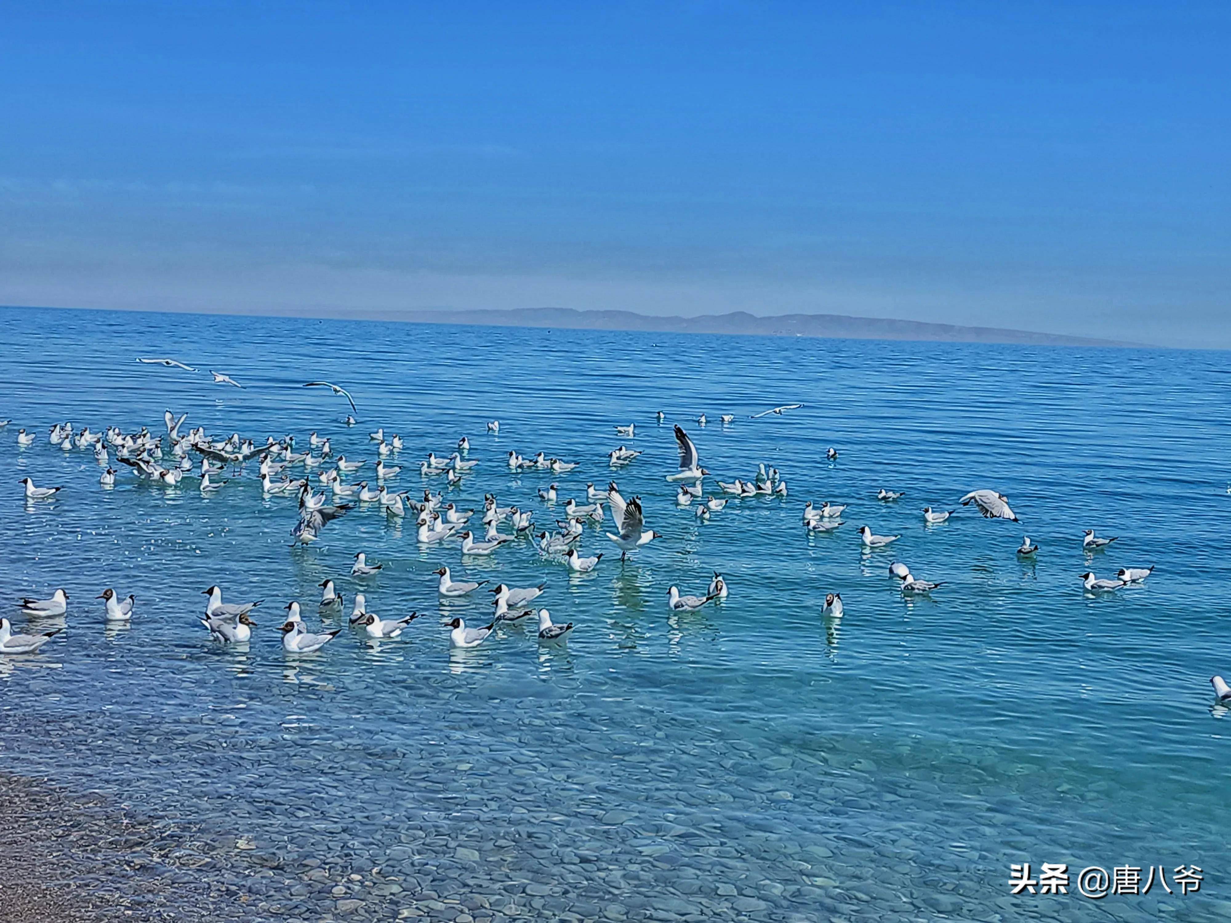 美丽的青海湖