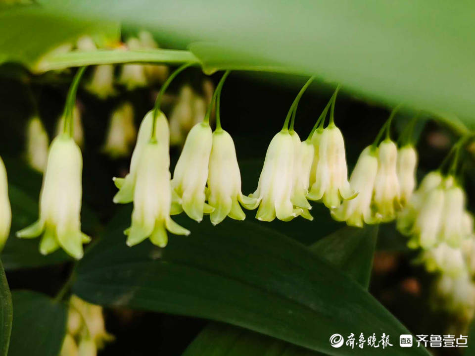 好景山东迎初夏临沂郯城玉竹花开满枝头独守一隅静静开