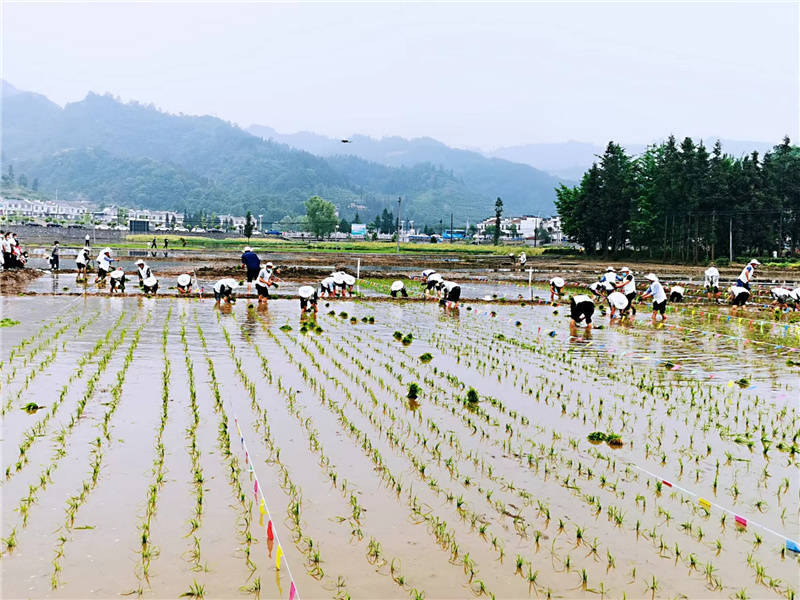 平利县广佛镇举办首届插秧节