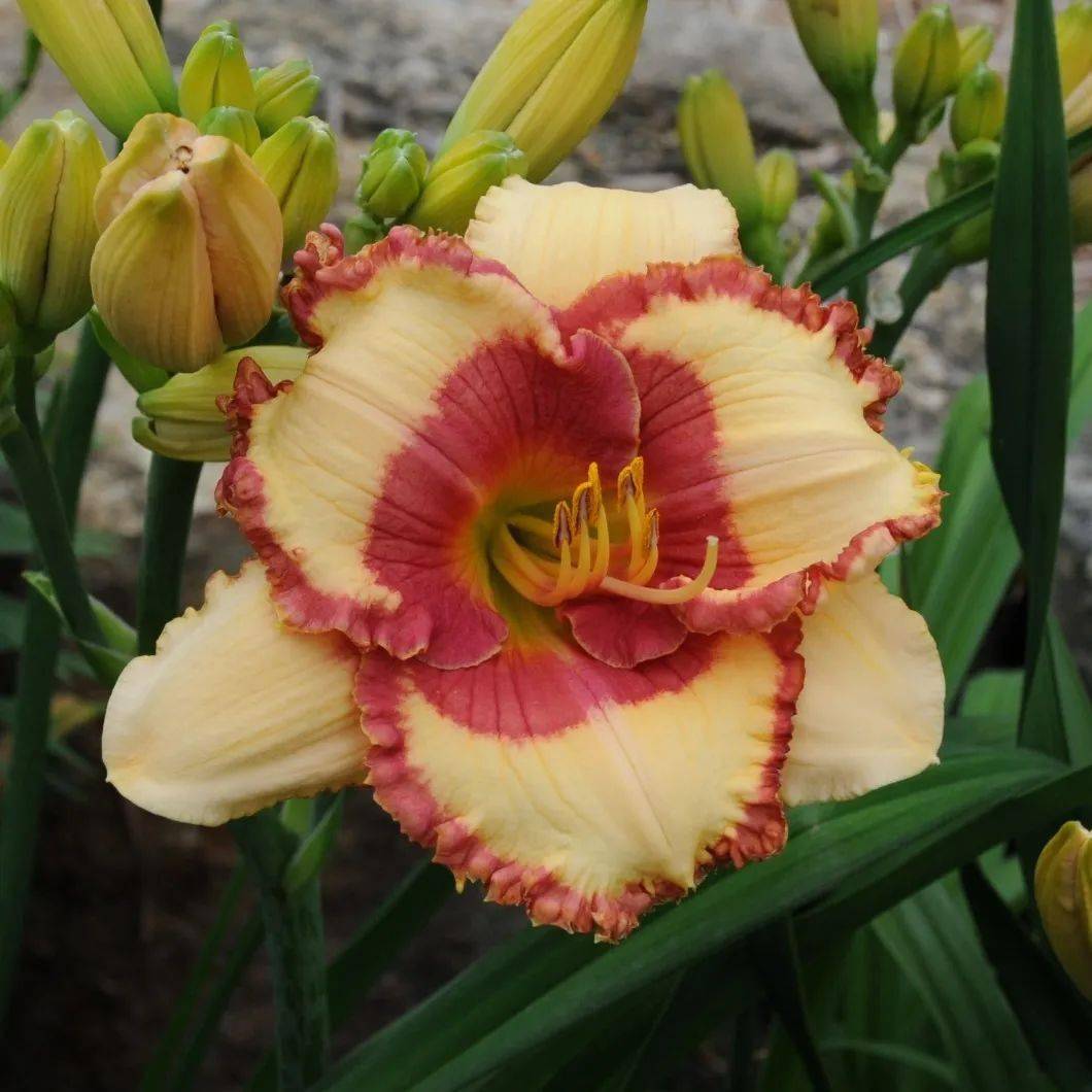 让萱草回归中华母亲花本位