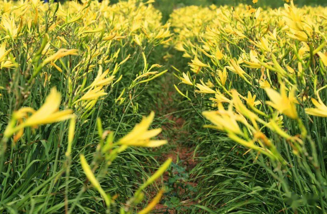 萱草花为什么是母亲的忘忧草 黄花菜 金针 图片