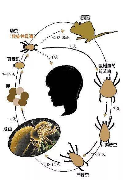 认识恙虫病
