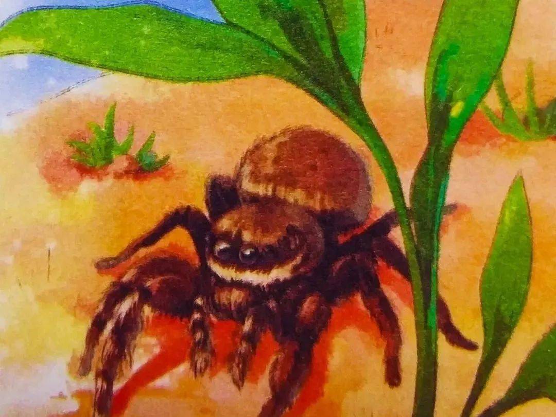 毒牙出击》《法布尔昆虫记之狼蛛01五一小学欧洲公馆分校作品选