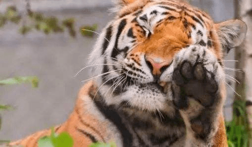 今日科普万兽之王老虎虎