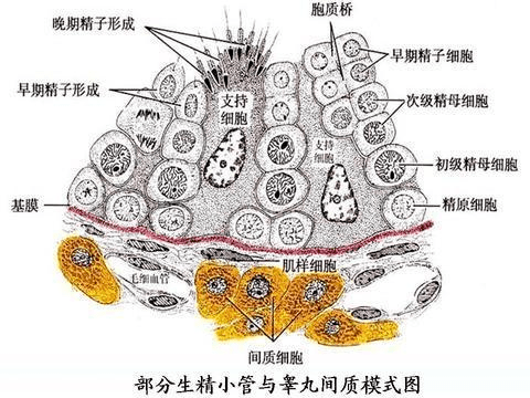 精液_睪丸_男性