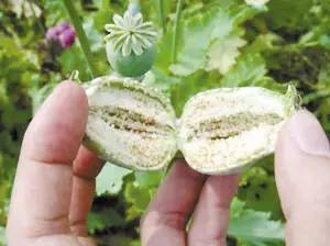 鸡泽人,罂粟不能种,一株也不行!情节严重可入刑!_种植_食用_毒品