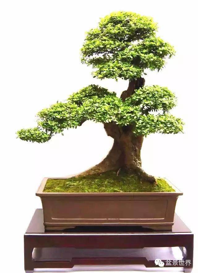 将军树_cm_作品_博兰