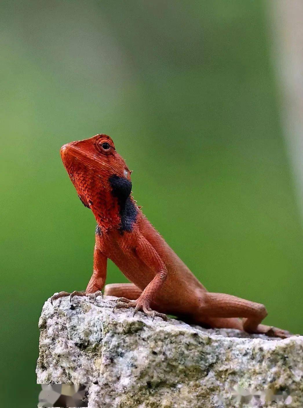 67新宠 | 变色树蜥_搜索_爬行动物_背部