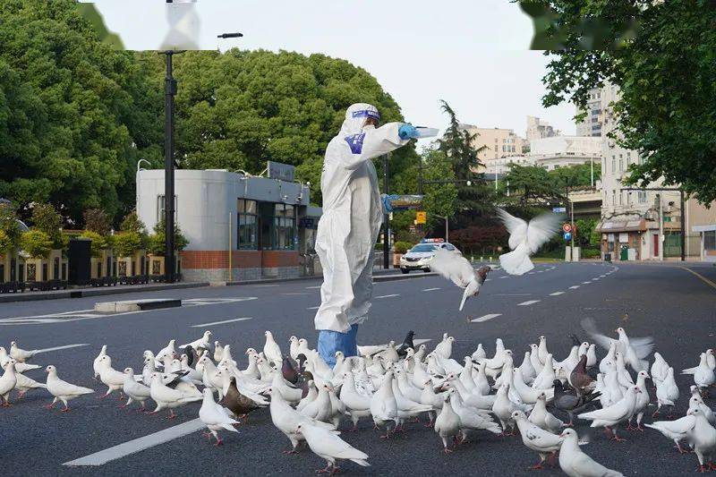 人民广场的鸽子还好吗上海人请放心大白哥在喂小白鸽