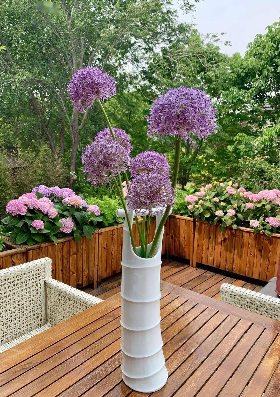 我在花园种了100棵大花葱年复一年美如初见