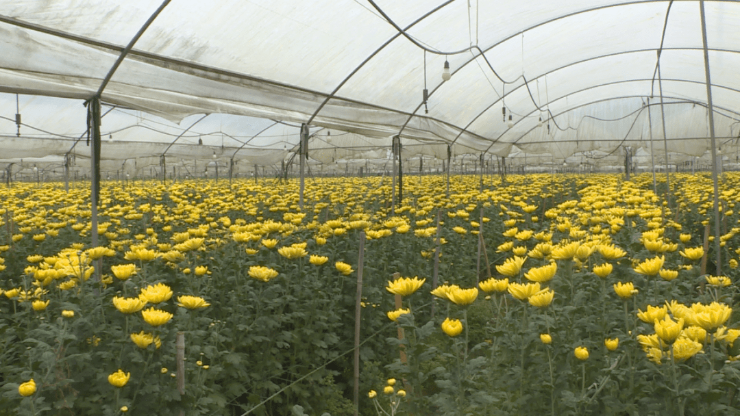 广州菊花种植基地图片